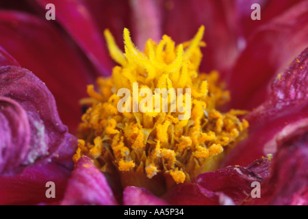 Nahaufnahme von Mitte des welken rot Dahlia Stockfoto