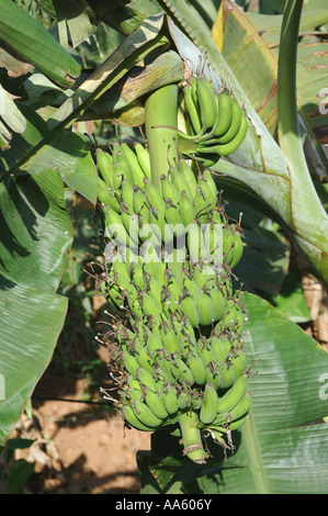 Bananenfrucht Plantage Stockfoto