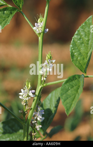 Gomme Guar En Poudre – Cyamopsis Tetragonolobus – France Herboristerie 100% Pure