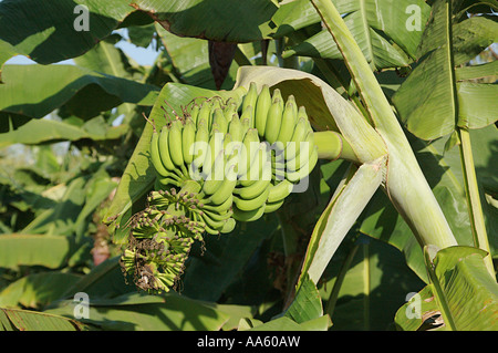 Bananenfrucht Plantage Stockfoto