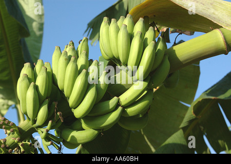 Bananenfrucht Plantage Stockfoto