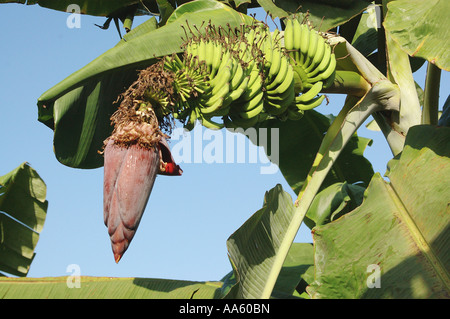 Bananenfruchtplantage, blühender Kopf, Botanischer Name Musa paradiesiaca M balbisiama M cavendishii Family Musaceae Stockfoto