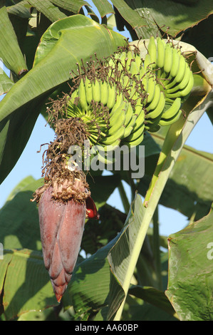 Bananenfrucht Plantage Stockfoto