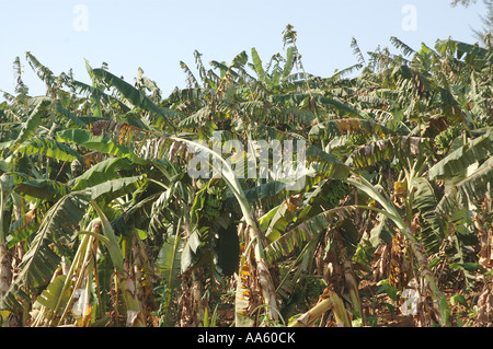 Bananen-Plantage botanischen Namen Musa Paradisiaca M Balbisiama M Cavendishii Familie Musaceae Stockfoto