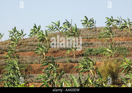 Ananas- und Bananenobst-Anbau, Indien Stockfoto