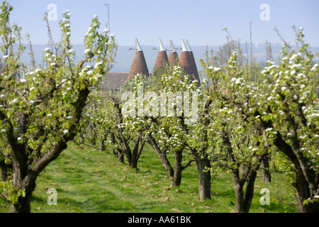 [Apple Orchard] mit Blüte und Oast Houses, Kent, England Stockfoto