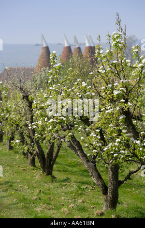 Apfelplantage mit Blüte und Oast Houses Kent Stockfoto