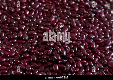 NVM104313 Bohnen Rajma rote Kidney-Bohnen Phaseoius Vulgaris Indien Stockfoto