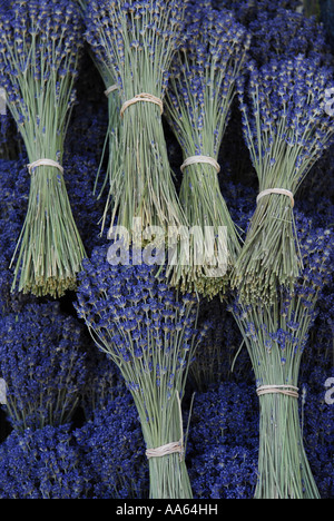 Trauben von getrockneten französischen Lavendel in der Provence, Frankreich Stockfoto