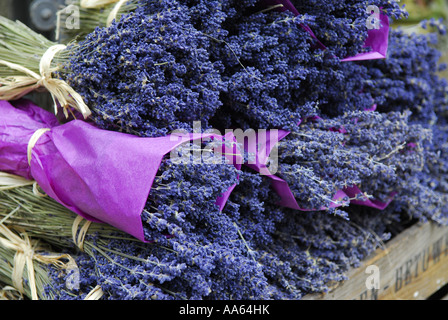 Trauben von getrockneten französischen Lavendel in der Provence, Frankreich Stockfoto