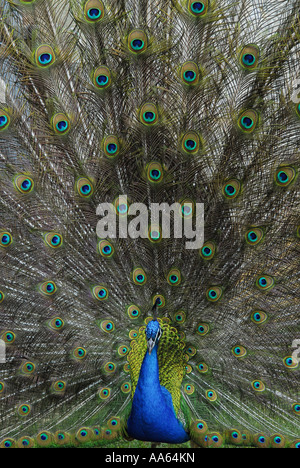 Pfau Feder display Stockfoto