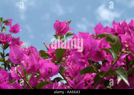 Lila Blüte Hochblätter Bougainvillea kriechen, Kletterer Strauch in Alvor Stadt Algarve Portugal Stockfoto