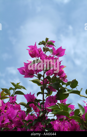 Lila Blüte Hochblätter Bougainvillea kriechen, Kletterer Strauch in Alvor Stadt Algarve Portugal Stockfoto