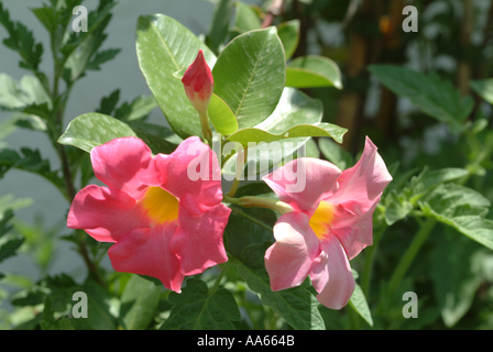 Rosa Mandevilla Splendens Schlinger Kletterer Blumen in Alvor Stadt Algarve Portugal Stockfoto