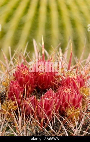 Eine Kaktusblüte mit einem Fasskaktus im Hintergrund im Balboa Park Desert Garden in San Diego, Kalifornien, USA Stockfoto