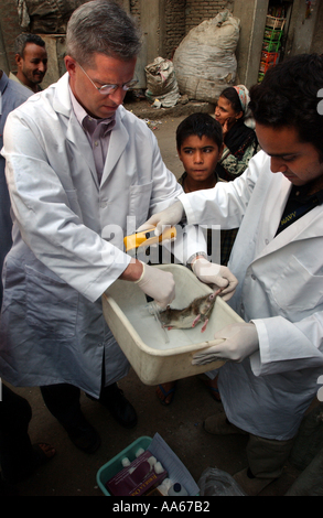 LCDR Dr. Daniel E Szumlas Gläser und Techniker Alaa A Taher FSN Auslandsdienst nationalen untersuchen eine Ratte gefangen einen Tag früher Stockfoto