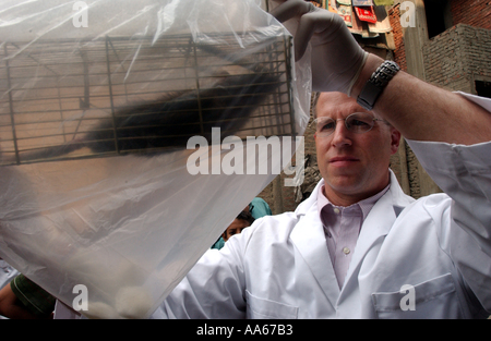 LCDR Dr. Daniel E Szumlas Gläser und Techniker Alaa A Taher FSN Auslandsdienst nationalen untersuchen eine Ratte gefangen einen Tag früher Stockfoto