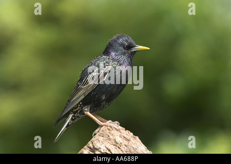 Starling Sturnus Vulgaris Erwachsener thront, Todwick, South Yorkshire, England Stockfoto