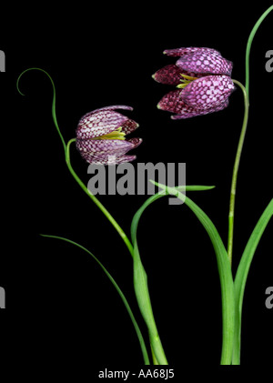 Fritillaria Meleagris - zwei Schlangen Kopf Fritillary Blumen auf schwarzem Hintergrund Stockfoto