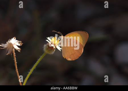 gemeinsamen Rasen gelb Schmetterling oder Eurema Hecabe Stockfoto