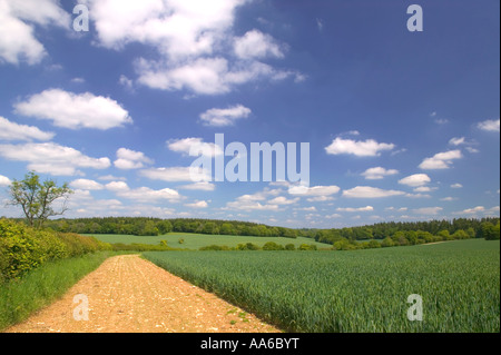 Traktorweg um den Rand einer Weizen Feld Landschaft genommen in einem Feld in Hampshire, England. Stockfoto