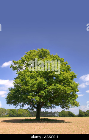 Eine alte Eiche Baum allein in einem Feld an einem Sommertag in einem Feld in Hampshire, England aufgenommen. Stockfoto