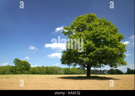 Eiche in einem Feld an einem sonnigen Tag aufgenommen in einem Feld in Hampshire, England. Stockfoto