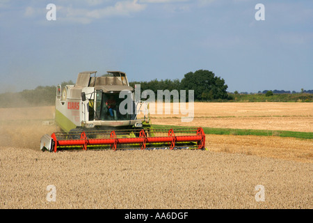 CLAAS Mähdrescher Ernte Weizen im Bereich Fens Wisbeach Cambridgeshire England Großbritannien Großbritannien Stockfoto