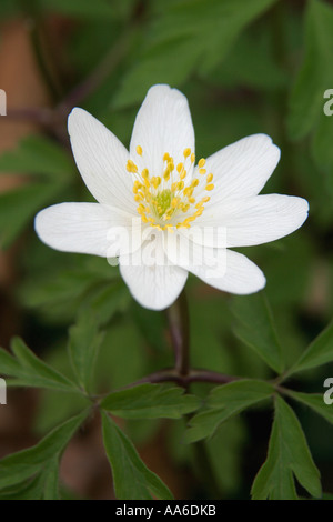 Buschwindröschen Blüte im Frühjahr Wald Enviroment COMMON NAME lateinischer NAME Buschwindröschen Anemone nemorosa Stockfoto