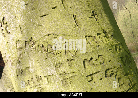 Liebenden Namen in einen großen Baumstamm geschnitzt Stockfoto