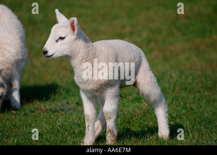 Schafe und Lämmer in einem Feld von Northamptonshire Stockfoto