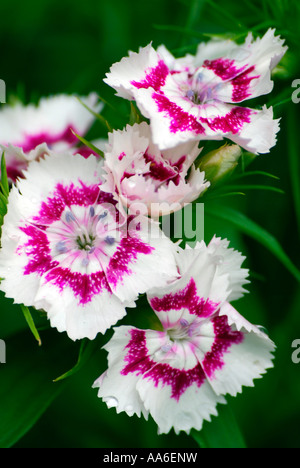 Sweet William Blumen Stockfoto