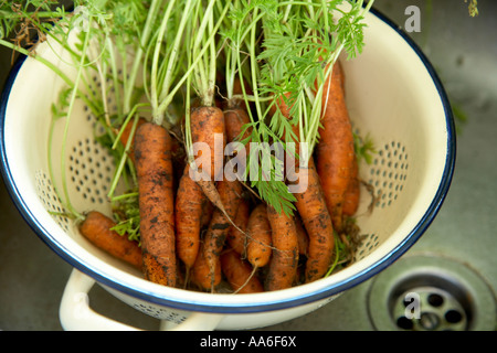 handverlesene Karotten sitzen in Collender warten gewaschen werden Stockfoto