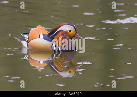 Eine männliche Mandarinente (Aix galericulata) Schwimmen auf einem Teich Stockfoto