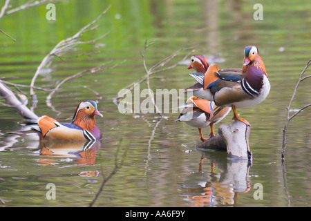 Drei männliche Mandarinenten (Aix Galericulata) an einem Teich Stockfoto