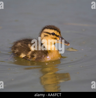 Ein Entlein (Anas Platyrhynchos) schwimmen auf dem Teich Stockfoto