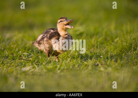 Ein Entlein (Anas Platyrhynchos) zu Fuß auf einer Wiese Stockfoto