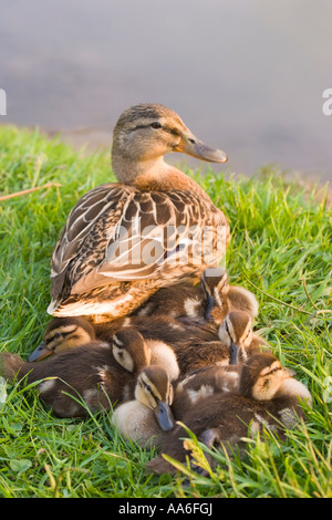 Eine weibliche Stockente (Anas Platyrhynchos) sitzt auf einer Wiese mit den Entenküken Stockfoto