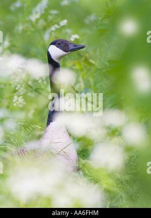 Ein hohes Gras auf einer Frühlingswiese stehen Kanadagans (Branta Canadensis) Stockfoto