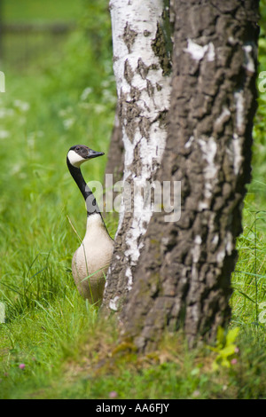 Ein Blick hinter einen Baum Kanadagans (Branta Canadensis) Stockfoto