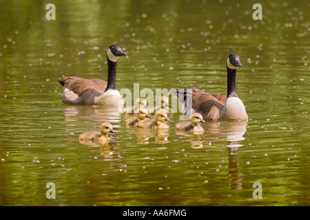 Kanada-Gans wenige (Branta Canadensis) schwimmen auf dem Teich mit ihren Gänsel Stockfoto