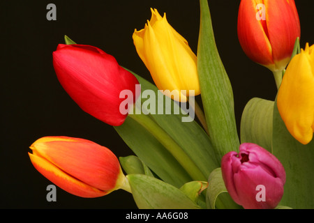 Nahaufnahme von sortierten gefärbt hell lebendige Frühling Tulpen Blumen vor schwarzem Hintergrund Stockfoto