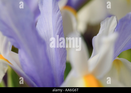 Nahaufnahme der Blüten von weiß und blass blauen holländische iris Stockfoto