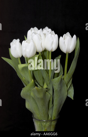 eine Reihe von weißen Tulpen set vor einem schwarzen Hintergrund Stockfoto