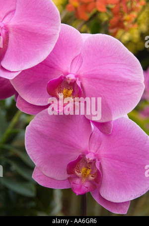 Orchidee Stockfoto