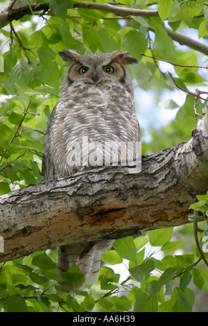 Vögel von Nordamerika Alberta Kanada große gehörnte Eule, Bubo virginianus Stockfoto