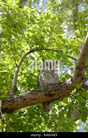 Vögel von Nordamerika Alberta Kanada große gehörnte Eule Bubo virginianus Stockfoto