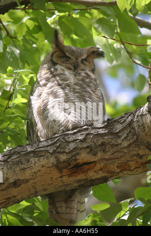 Vögel von Nordamerika Alberta Kanada große gehörnte Eule, Bubo virginianus Stockfoto