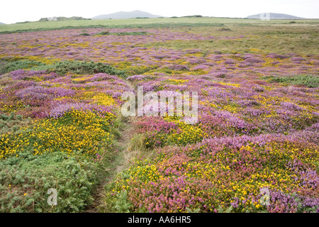 Blühende Heide und Ginster auf dem Pembrokeshire Coast Path in der Nähe von Treginnis, Pembrokeshire, Wales, Großbritannien Stockfoto