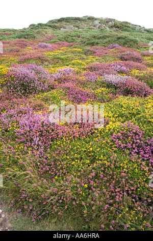 Blühende Heide und Ginster auf dem Pembrokeshire Coast Path in der Nähe von Treginnis, Pembrokeshire, Wales, Großbritannien Stockfoto